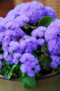 Preview wallpaper ageratum, flower, fluffy, leaves, pot