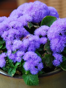 Preview wallpaper ageratum, flower, fluffy, leaves, pot