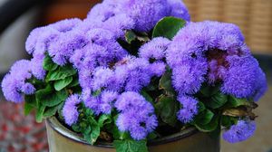 Preview wallpaper ageratum, flower, fluffy, leaves, pot