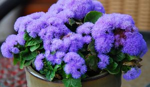 Preview wallpaper ageratum, flower, fluffy, leaves, pot