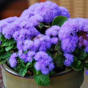 Preview wallpaper ageratum, flower, fluffy, leaves, pot