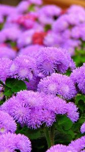 Preview wallpaper ageratum, flowers, fluffy, leaves