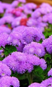 Preview wallpaper ageratum, flowers, fluffy, leaves