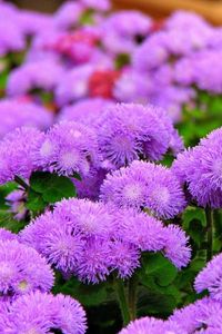 Preview wallpaper ageratum, flowers, fluffy, leaves