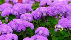 Preview wallpaper ageratum, flowers, fluffy, leaves