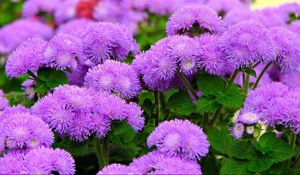 Preview wallpaper ageratum, flowers, fluffy, leaves