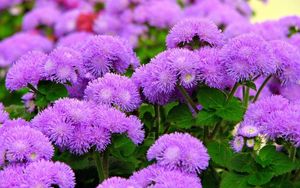 Preview wallpaper ageratum, flowers, fluffy, leaves