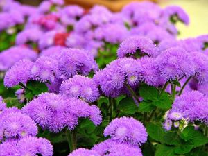 Preview wallpaper ageratum, flowers, fluffy, leaves