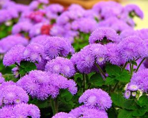 Preview wallpaper ageratum, flowers, fluffy, leaves