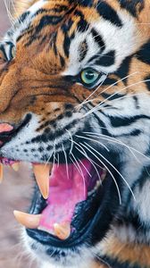 Preview wallpaper aggression, tiger, face, predator