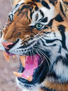 Preview wallpaper aggression, tiger, face, predator