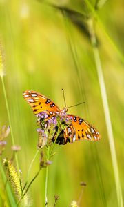 Preview wallpaper agraulis vanillae, butterfly, grass, blur, macro, wildlife