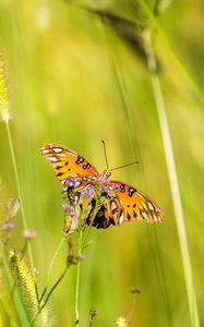 Preview wallpaper agraulis vanillae, butterfly, grass, blur, macro, wildlife