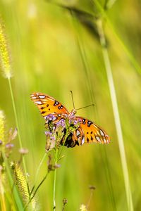 Preview wallpaper agraulis vanillae, butterfly, grass, blur, macro, wildlife