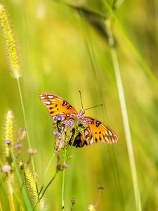 Preview wallpaper agraulis vanillae, butterfly, grass, blur, macro, wildlife