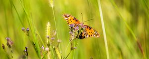 Preview wallpaper agraulis vanillae, butterfly, grass, blur, macro, wildlife