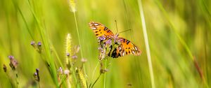 Preview wallpaper agraulis vanillae, butterfly, grass, blur, macro, wildlife