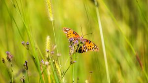 Preview wallpaper agraulis vanillae, butterfly, grass, blur, macro, wildlife