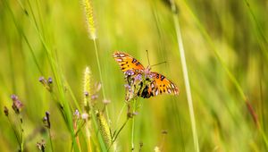 Preview wallpaper agraulis vanillae, butterfly, grass, blur, macro, wildlife