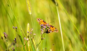 Preview wallpaper agraulis vanillae, butterfly, grass, blur, macro, wildlife