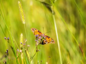 Preview wallpaper agraulis vanillae, butterfly, grass, blur, macro, wildlife