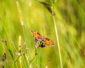 Preview wallpaper agraulis vanillae, butterfly, grass, blur, macro, wildlife