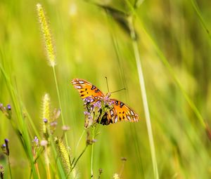 Preview wallpaper agraulis vanillae, butterfly, grass, blur, macro, wildlife