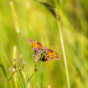 Preview wallpaper agraulis vanillae, butterfly, grass, blur, macro, wildlife