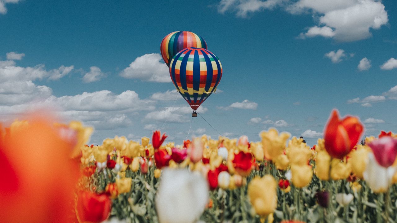 Wallpaper air balloon, aerostat, tulips, field, sky