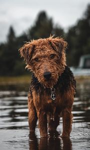 Preview wallpaper airedale, dog, wet, glance, pet