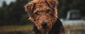 Preview wallpaper airedale, dog, wet, glance, pet