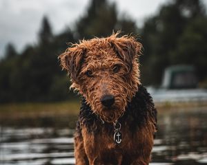 Preview wallpaper airedale, dog, wet, glance, pet