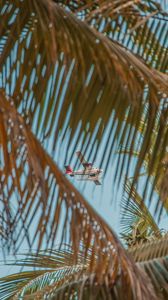 Preview wallpaper airplane, palm, sky, branches