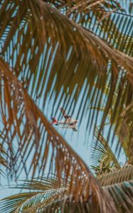 Preview wallpaper airplane, palm, sky, branches