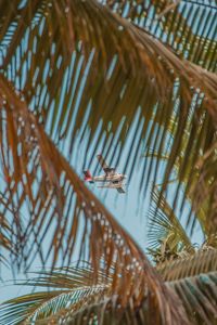 Preview wallpaper airplane, palm, sky, branches