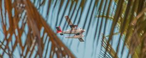 Preview wallpaper airplane, palm, sky, branches