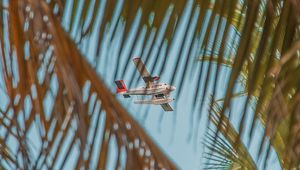 Preview wallpaper airplane, palm, sky, branches