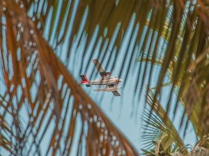 Preview wallpaper airplane, palm, sky, branches