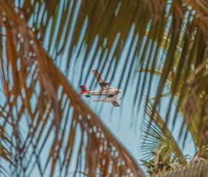 Preview wallpaper airplane, palm, sky, branches