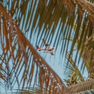 Preview wallpaper airplane, palm, sky, branches