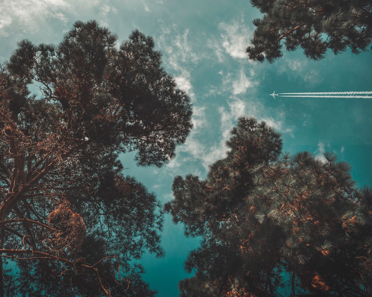 1280x1024 Wallpaper airplane, sky, trees, flight