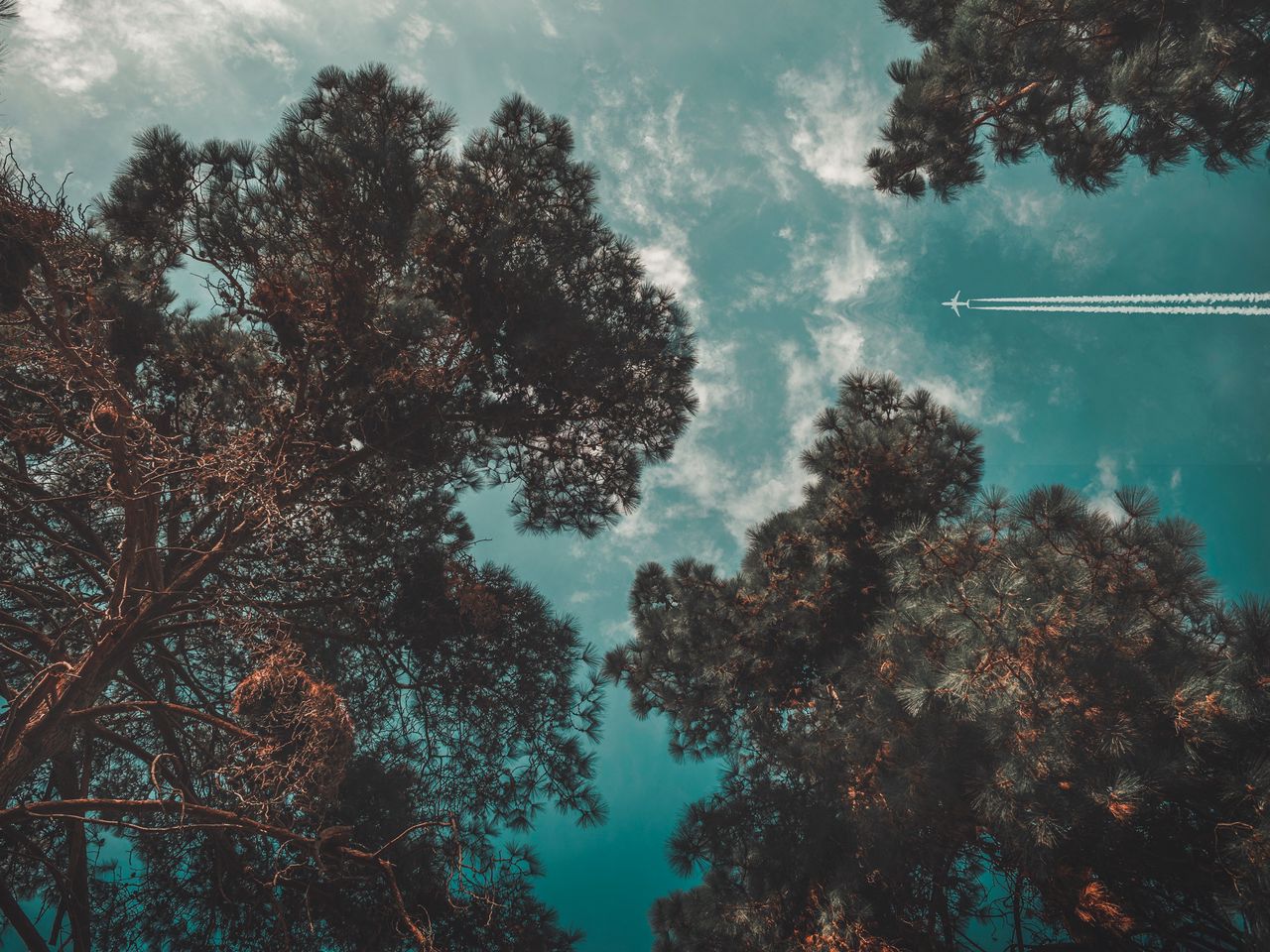 1280x960 Wallpaper airplane, sky, trees, flight