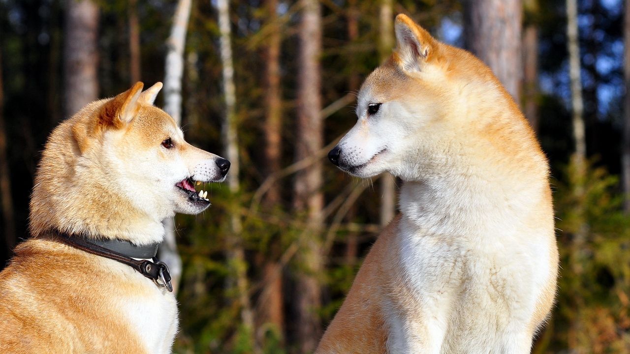 Wallpaper akita inu, couple, dog, entertainment