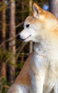 Preview wallpaper akita inu, couple, dog, entertainment