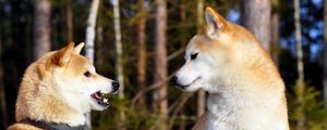 Preview wallpaper akita inu, couple, dog, entertainment