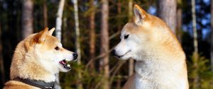 Preview wallpaper akita inu, couple, dog, entertainment