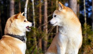 Preview wallpaper akita inu, couple, dog, entertainment