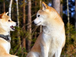 Preview wallpaper akita inu, couple, dog, entertainment