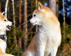 Preview wallpaper akita inu, couple, dog, entertainment