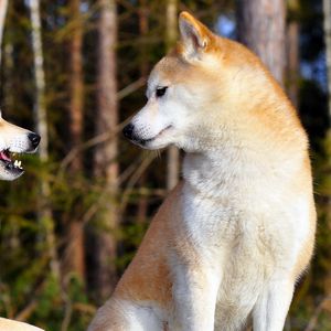 Preview wallpaper akita inu, couple, dog, entertainment